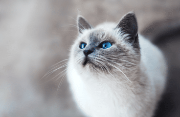 Wurmkur für Katzen: Wie du deine pelzigen Freunde schützen kannst